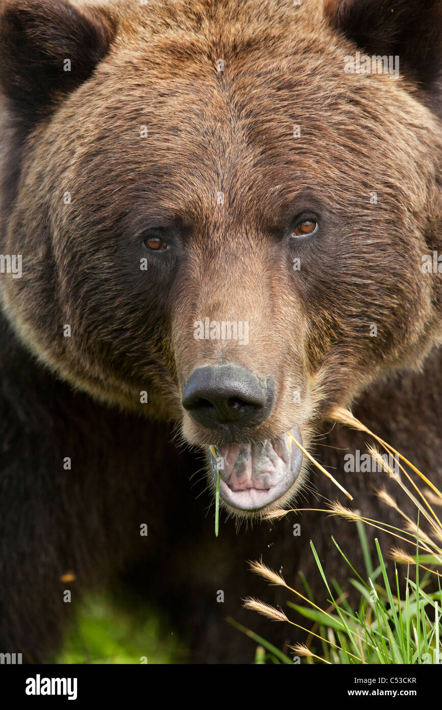 Extreme close up of a female Brown bear's face at the Alaska Wildlife Conservation Center, Southcentral Alaska, Summer. Captive Stock Photo