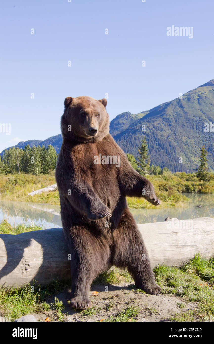 A Brown bear male stands next to a log on its hind feet, Alaska Wildlife Conservation Center, Alaska, Summer. Captive Stock Photo