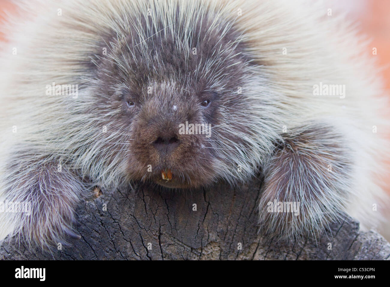 Close up of an adult porcupine at Alaska Wildlife Conservation Center, Southcentral Alaska, Summer. Captive Stock Photo