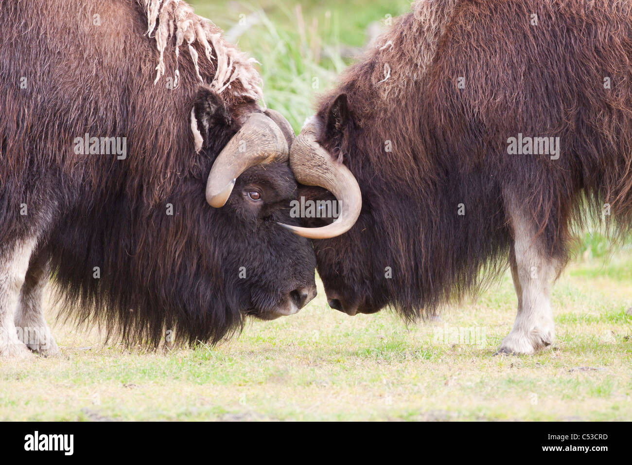 Two bull musk ox in a confrontation during the rutting season at Alaska Wildlife Conservation Center, Alaska. Captive Stock Photo