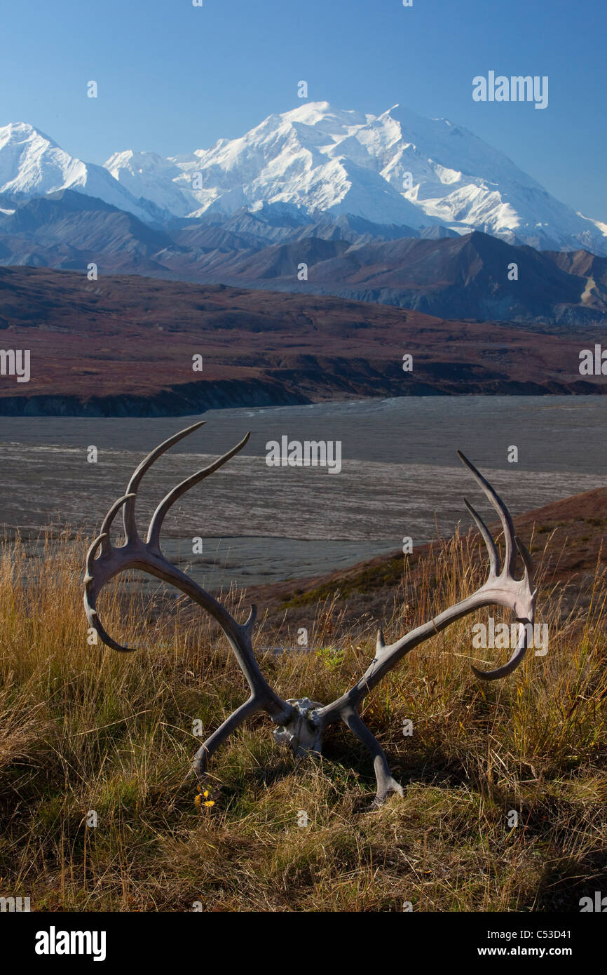 View of caribou antler rack lying on a grassy mound, Mt. McKinley in the background, Denali National Park, Alaska Stock Photo