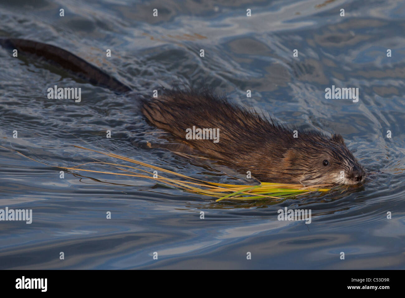 A muskrat swims in Potter Marsh with a mouthful of grass, Anchorage, Southcentral Alaska, Autumn Stock Photo