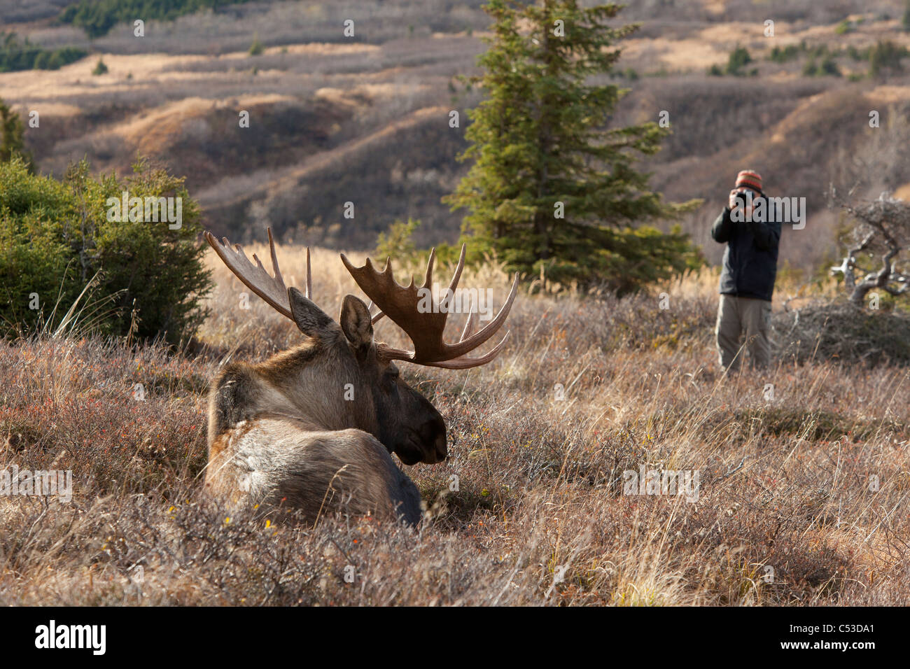 Man photographs a resting bull moose at Powerline Pass area, Anchorage