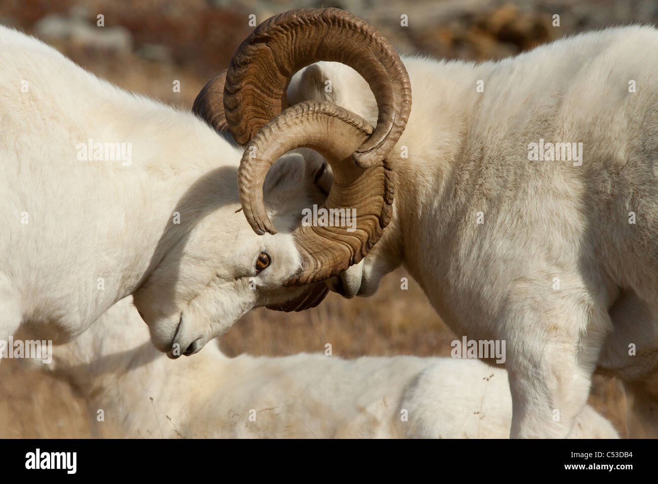 Two Dall Sheep Rams lock horns while fighting for dominance during the Autumn rut in Denali National Park, Interior Alaska Stock Photo