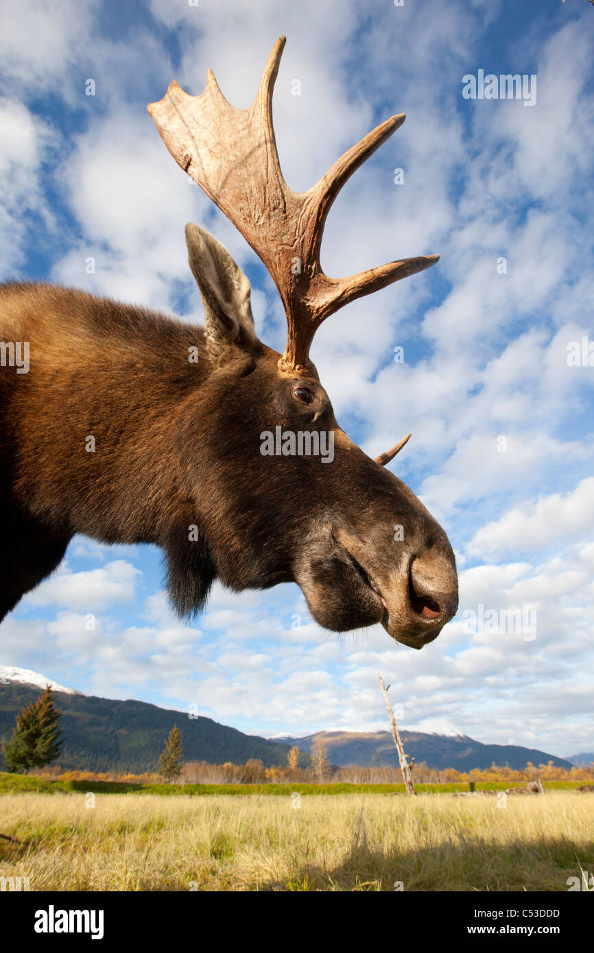 A low-angle photo of a bull moose's head and neck taken, Alaska Wildlife Conservation Center, Alaska, Autumn. CAPTIVE Stock Photo