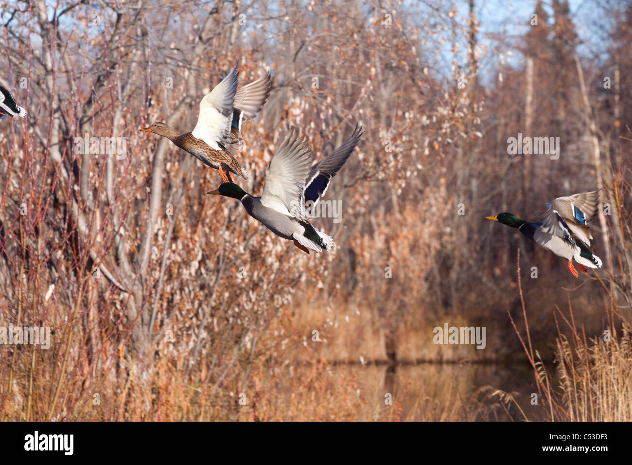Two drake and one hen Mallard ducks flush from a pond in Anchorage, Southcentral Alaska, Autumn Stock Photo