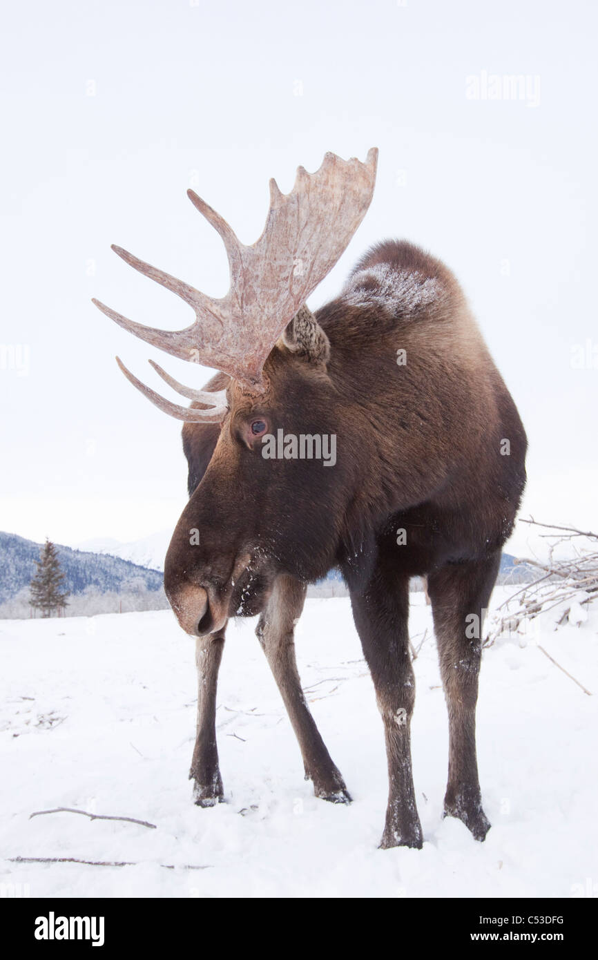 Adult bull moose standing on snowcovered ground, Alaska Wildlife Conservation Center, Southcentral Alaska, Winter. CAPTIVE Stock Photo