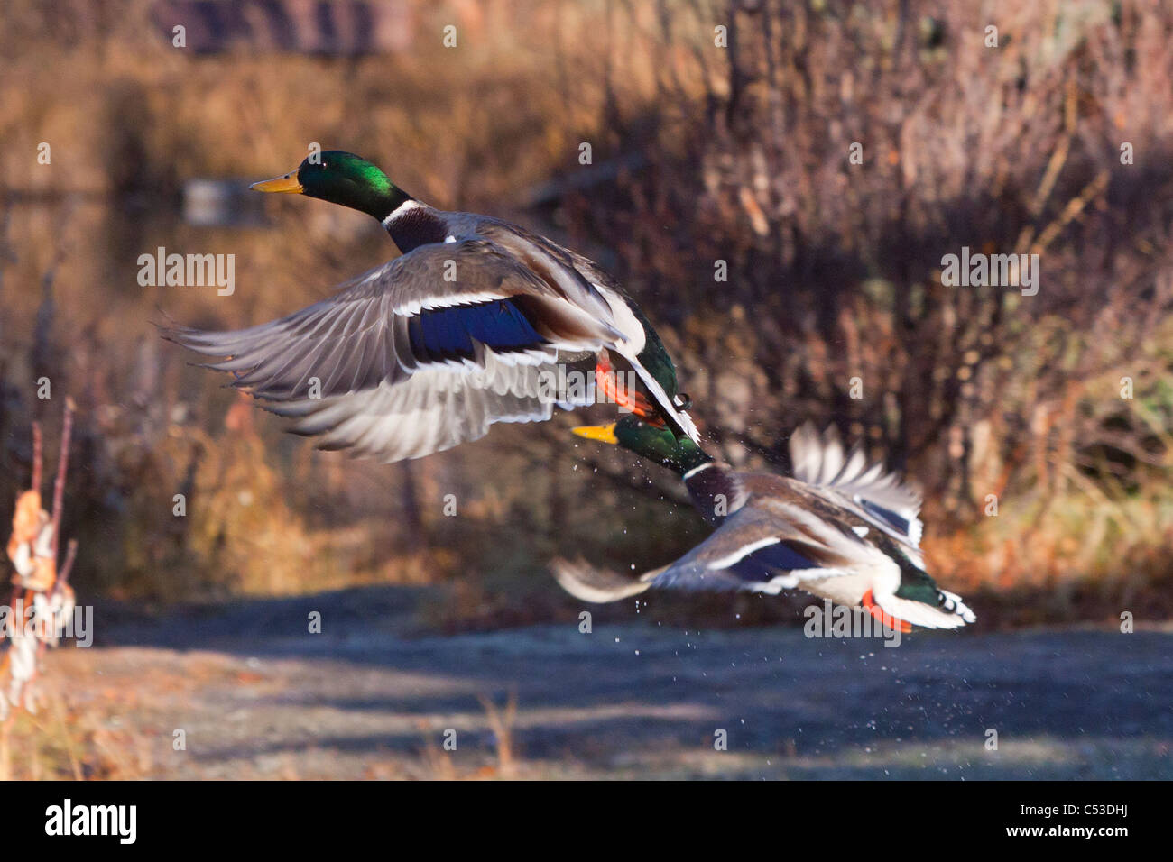 Two Mallard Drake ducks take off from a pond in Anchorage, Southcentral Alaska, Autumn Stock Photo