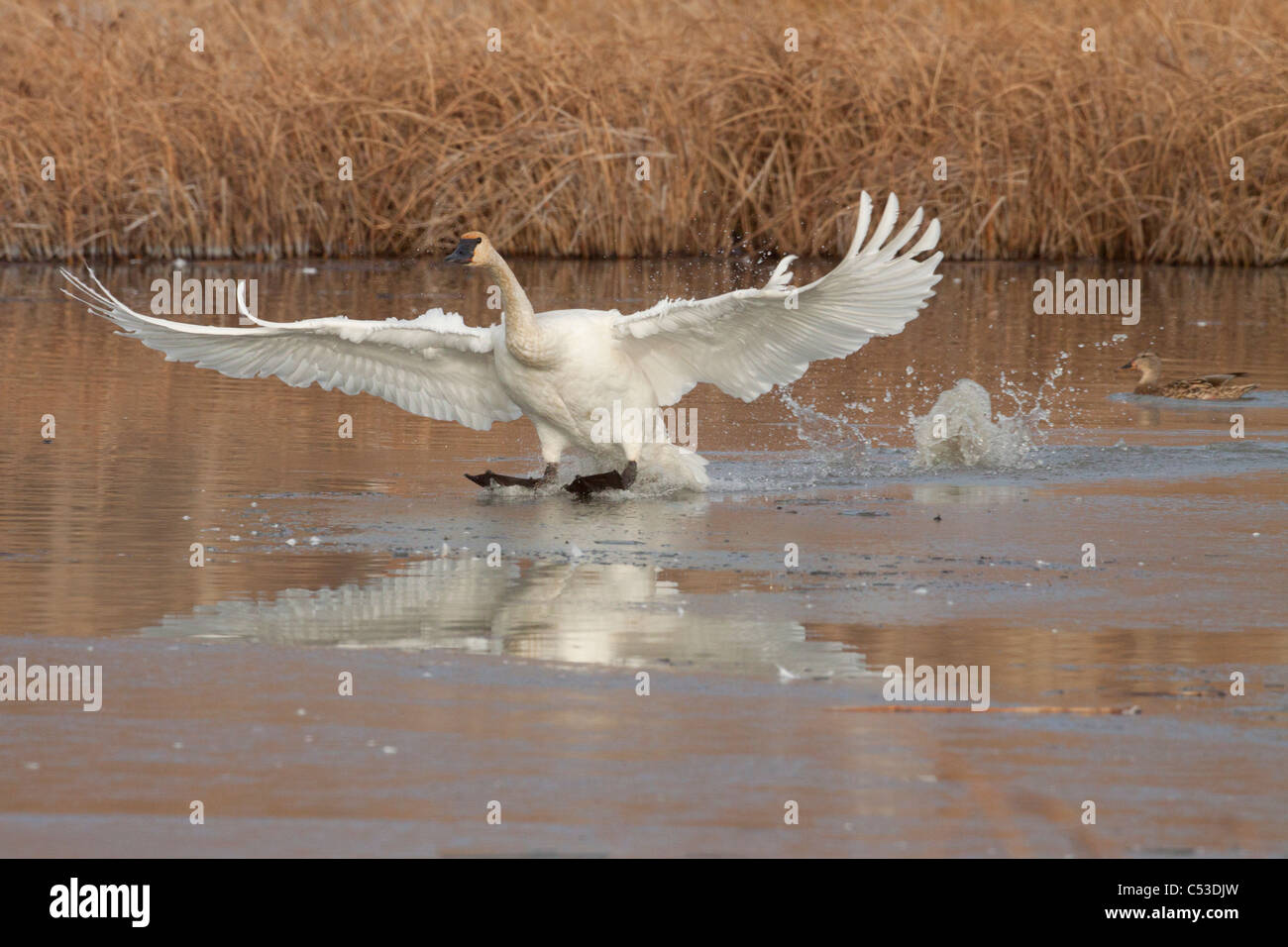 A single Trumpeter Swan comes in for a landing at Potter Marsh near Anchorage, Southcentral Alaska, Autumn Stock Photo
