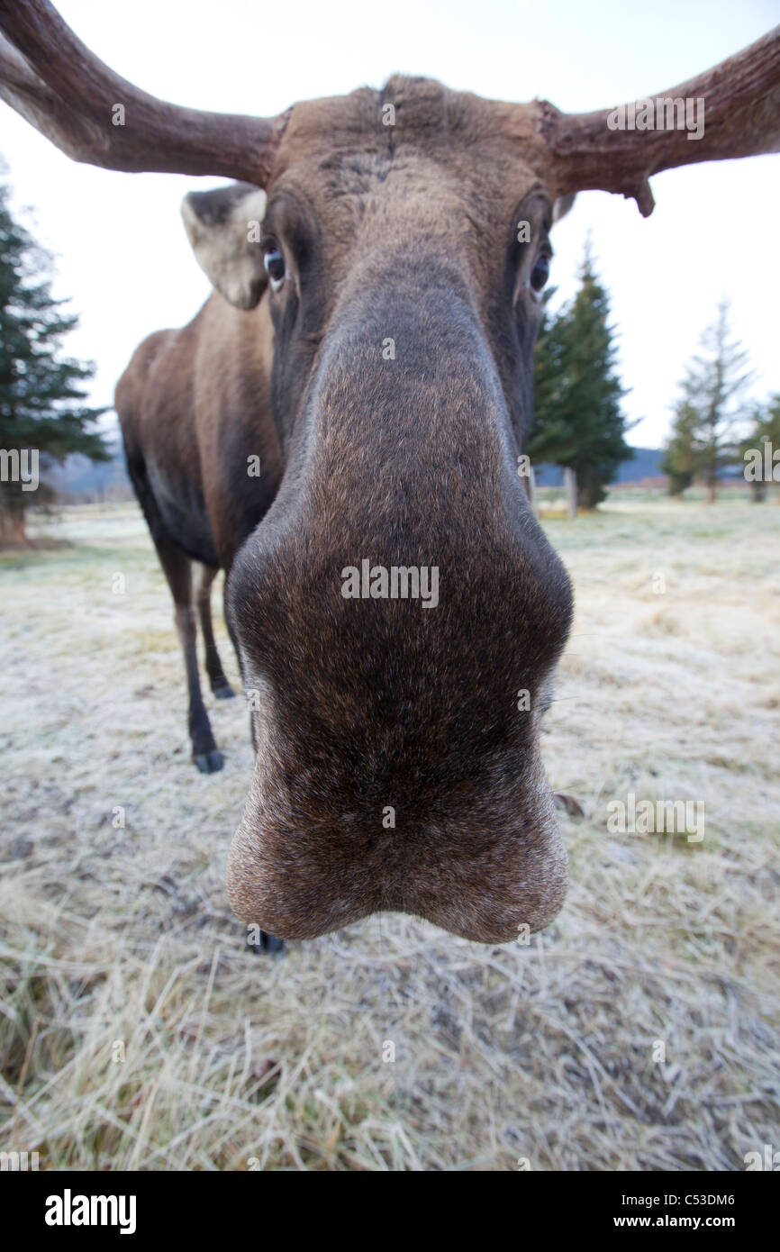 A wide-angle view of a bull moose standing at the Alaska Widllife Conservation Center, Southcentral Alaska, Winter. CAPTIVE Stock Photo