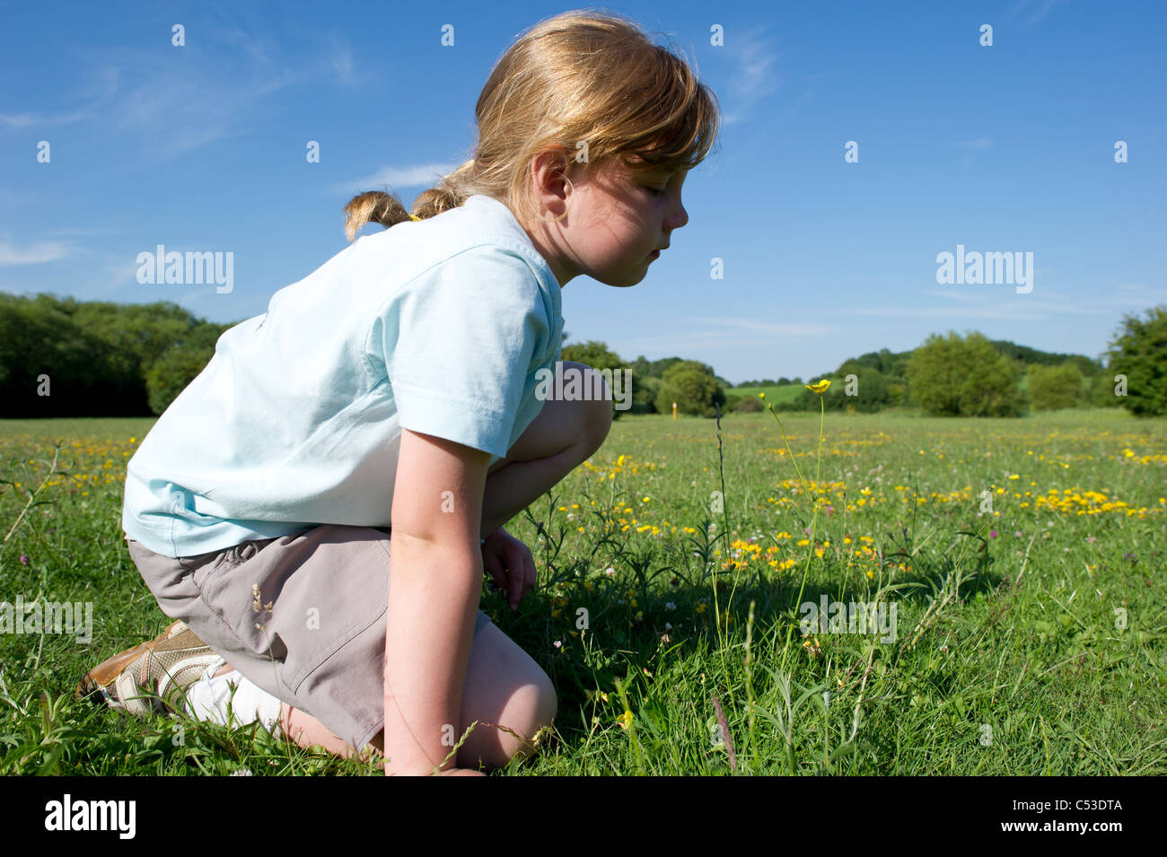 Young girl in tee shirt sitting in open field on summers day looking at yellow buttercups against a blue sky. Stock Photo