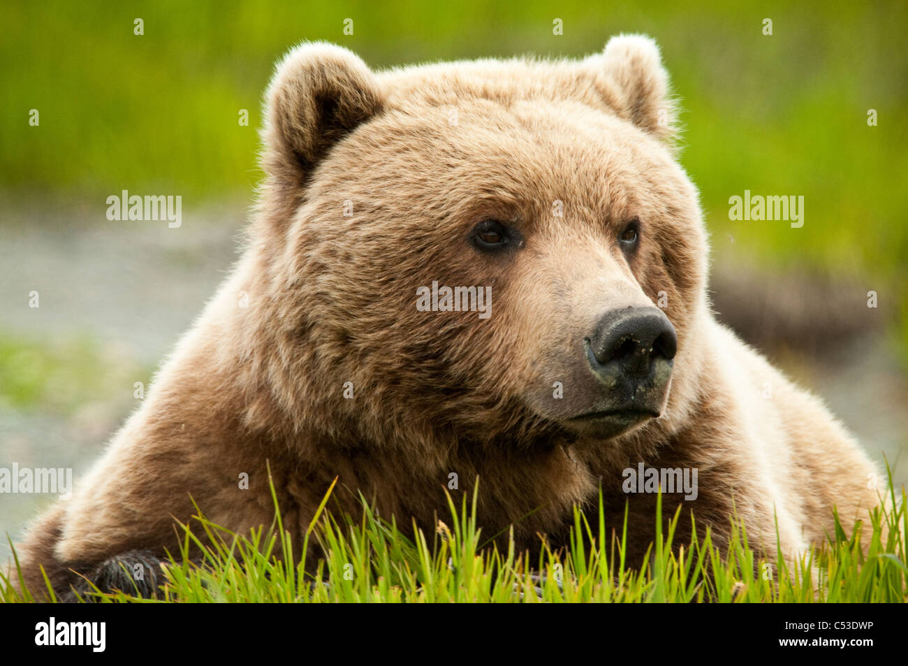 Brown bear resting on sedge grass at the McNeil River State Game Sanctuary, Southwest Alaska, Summer Stock Photo
