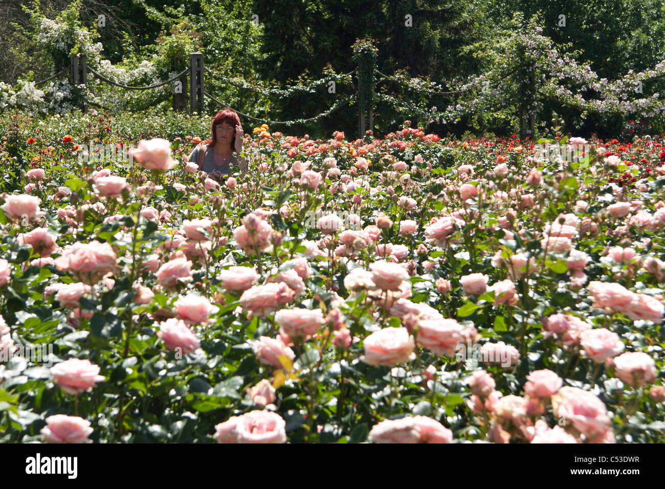 Woman in the middle of a roses garden Stock Photo