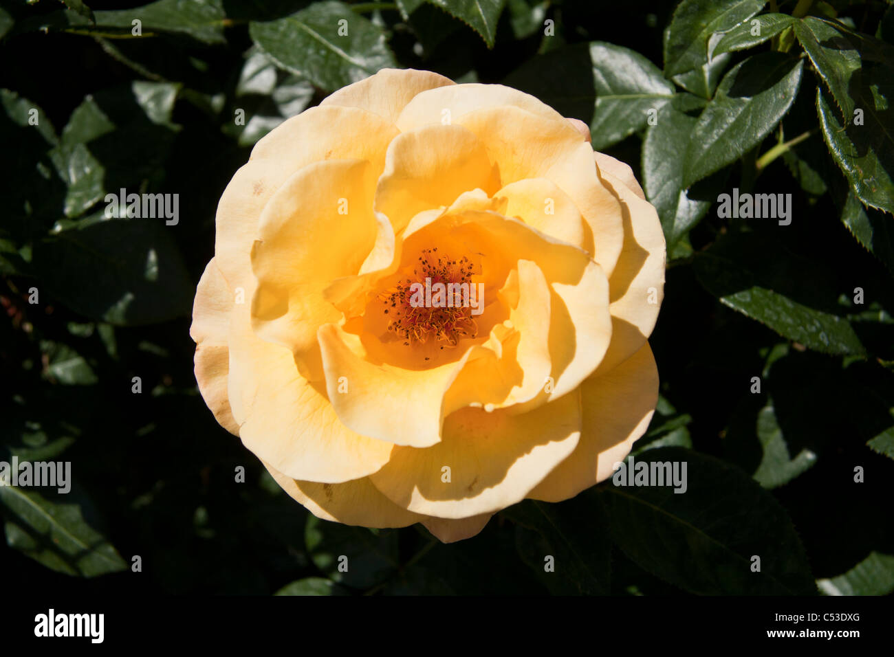 Yellow rose Stock Photo