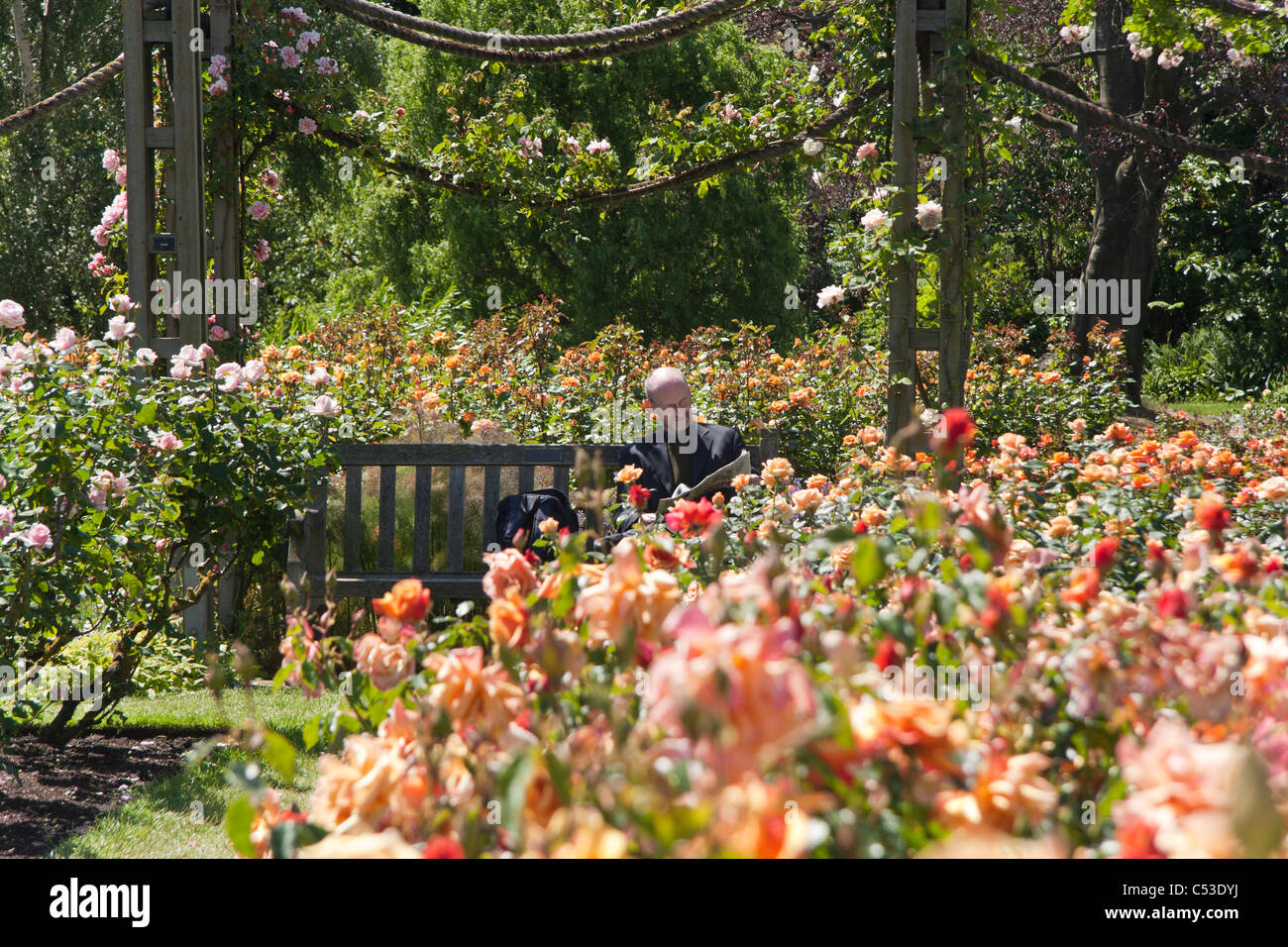 Man reading sitting on a bench surrounded by roses Stock Photo