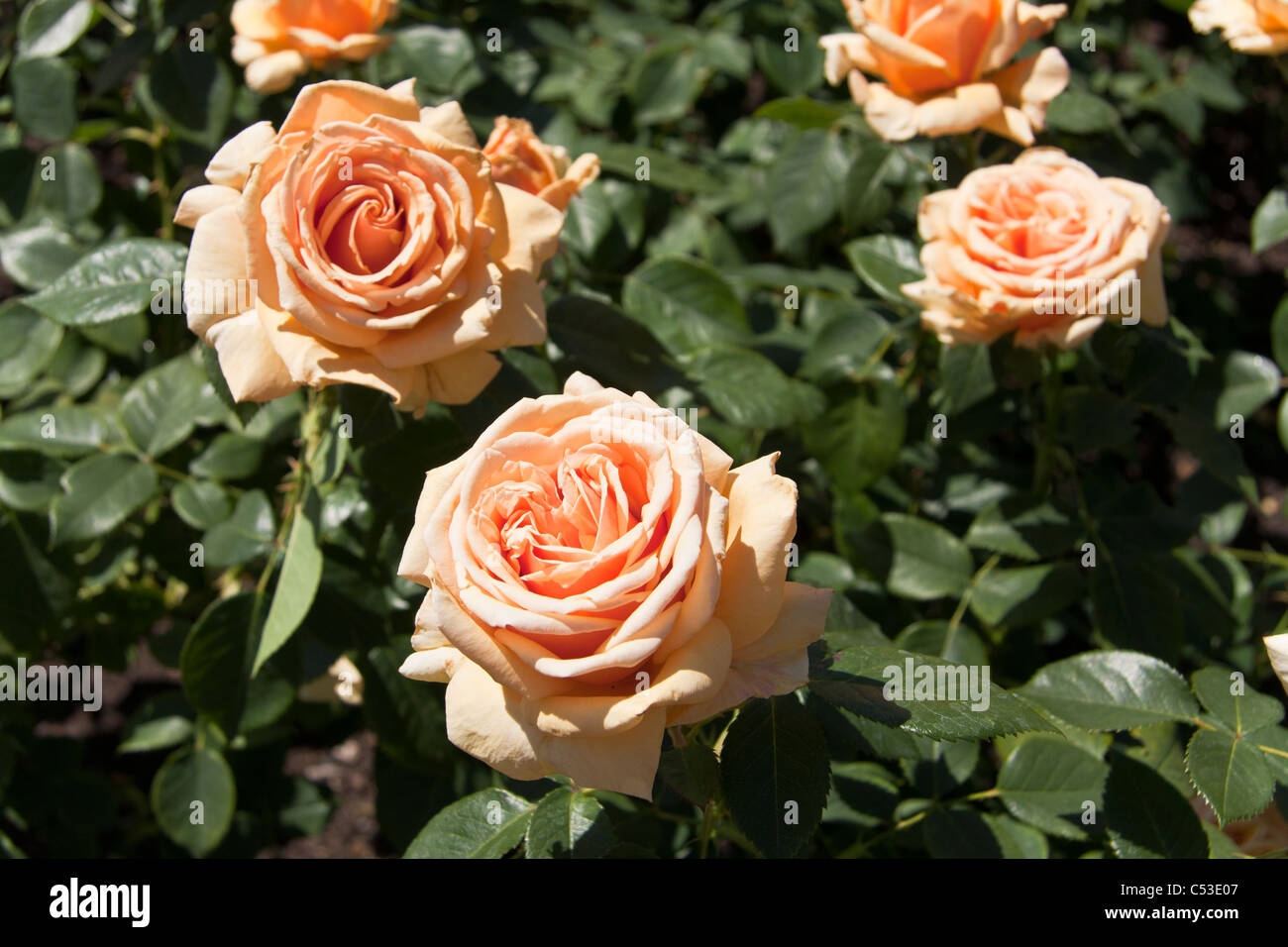 Pale orange roses Stock Photo
