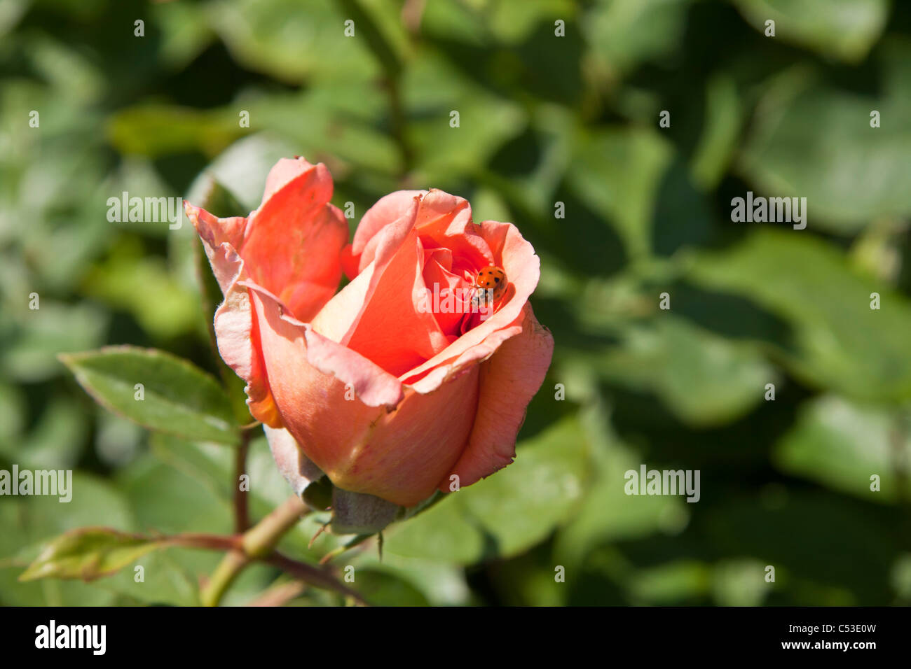 Pale red rose and ladybird Stock Photo