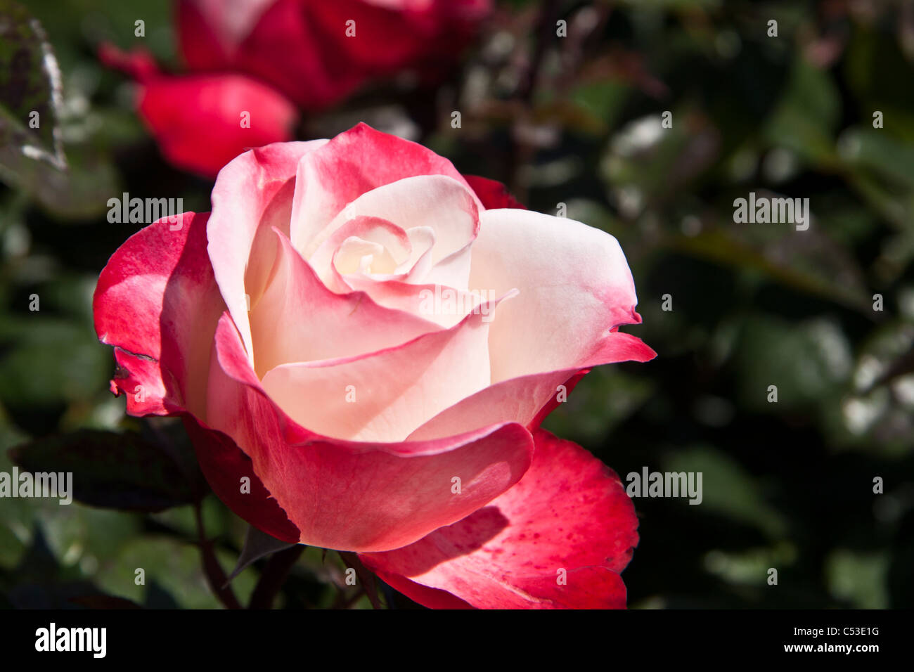 Pink and white rose surrounded by green leaves Stock Photo