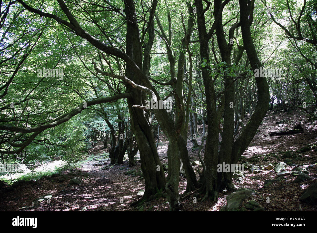 Ancient beech woodland around Blaenavon, South Wales Stock Photo Alamy