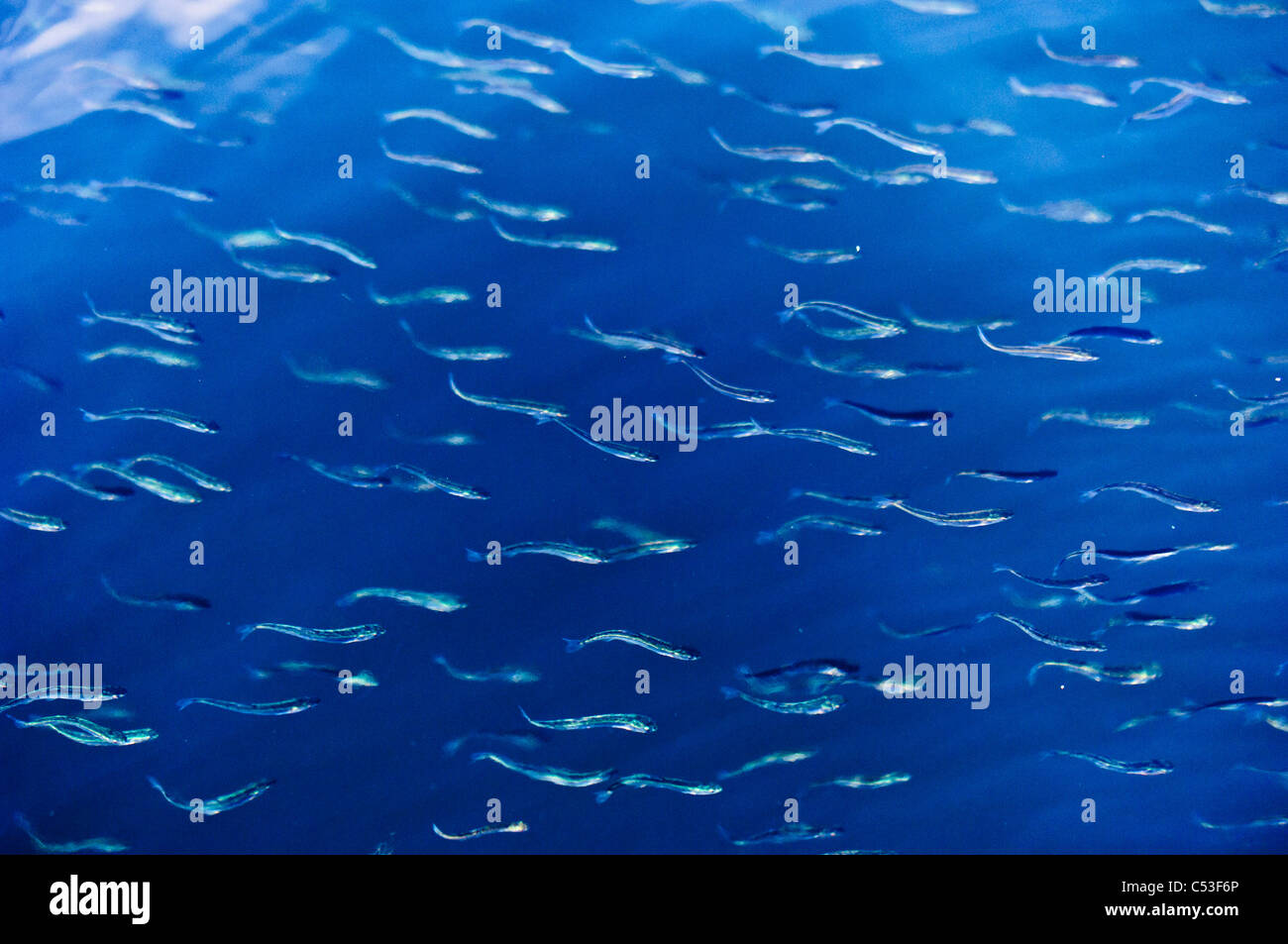 Pink salmon (Oncorhynchus gorbuscha; Salmonidae) fry viewed from above, near Chenega, Prince William Sound, Alaska, Spring. Stock Photo