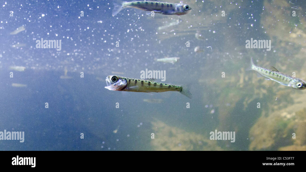 Underwater view of chum salmon fry near mouth of stream while migrating out to sea near Cordova, Alaska. Stock Photo