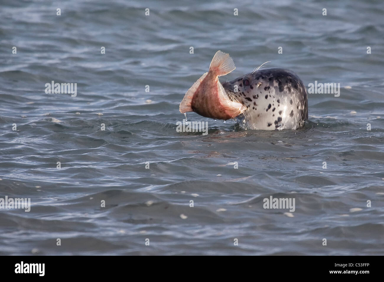 Seal catches a fish in its mouth near Homer, Kenai Peninsula, Southcentral Alaska, Spring Stock Photo