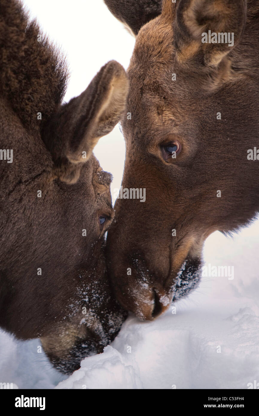 Two moose touch noses while grazing in the snow, Wasilla, Southcentral Alaska, Winter Stock Photo