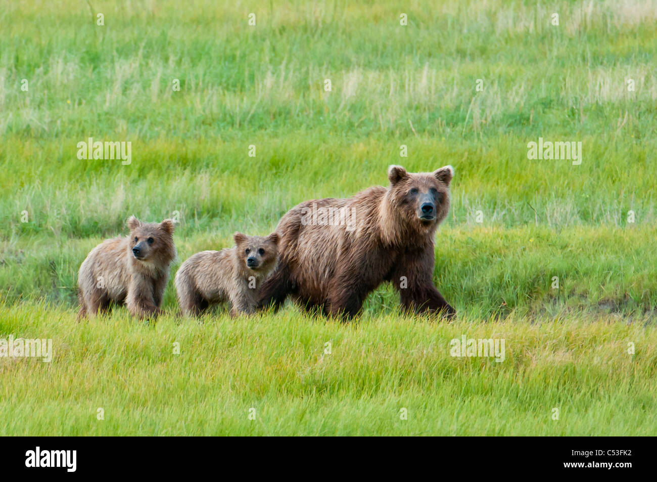 Brown bear sow walks with her cubs in a grassy meadow, Chinitna Bay, Lake Clark National Park, Southcentral Alaska, Summer Stock Photo