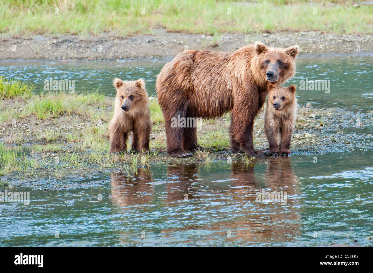 Brown Bear sow stands in a stream with her spring cubs in Chinitna Bay, Lake Clark National Park, Southcentral Alaska, Summer Stock Photo