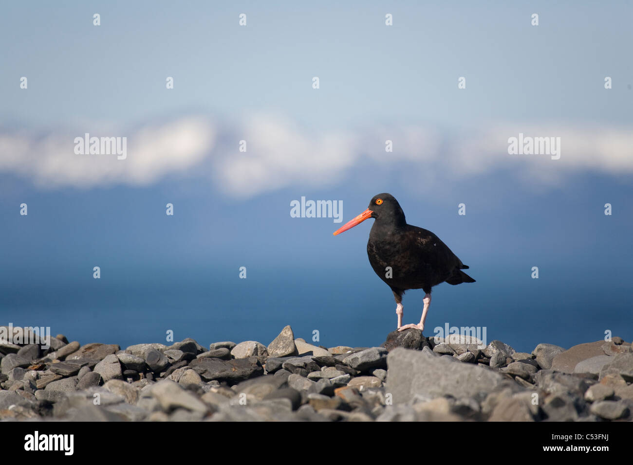 Oystercatcher perched hires stock photography and images Alamy