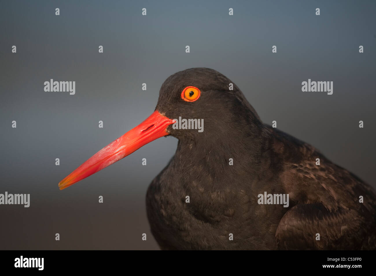 Black oystercatcher hires stock photography and images Alamy