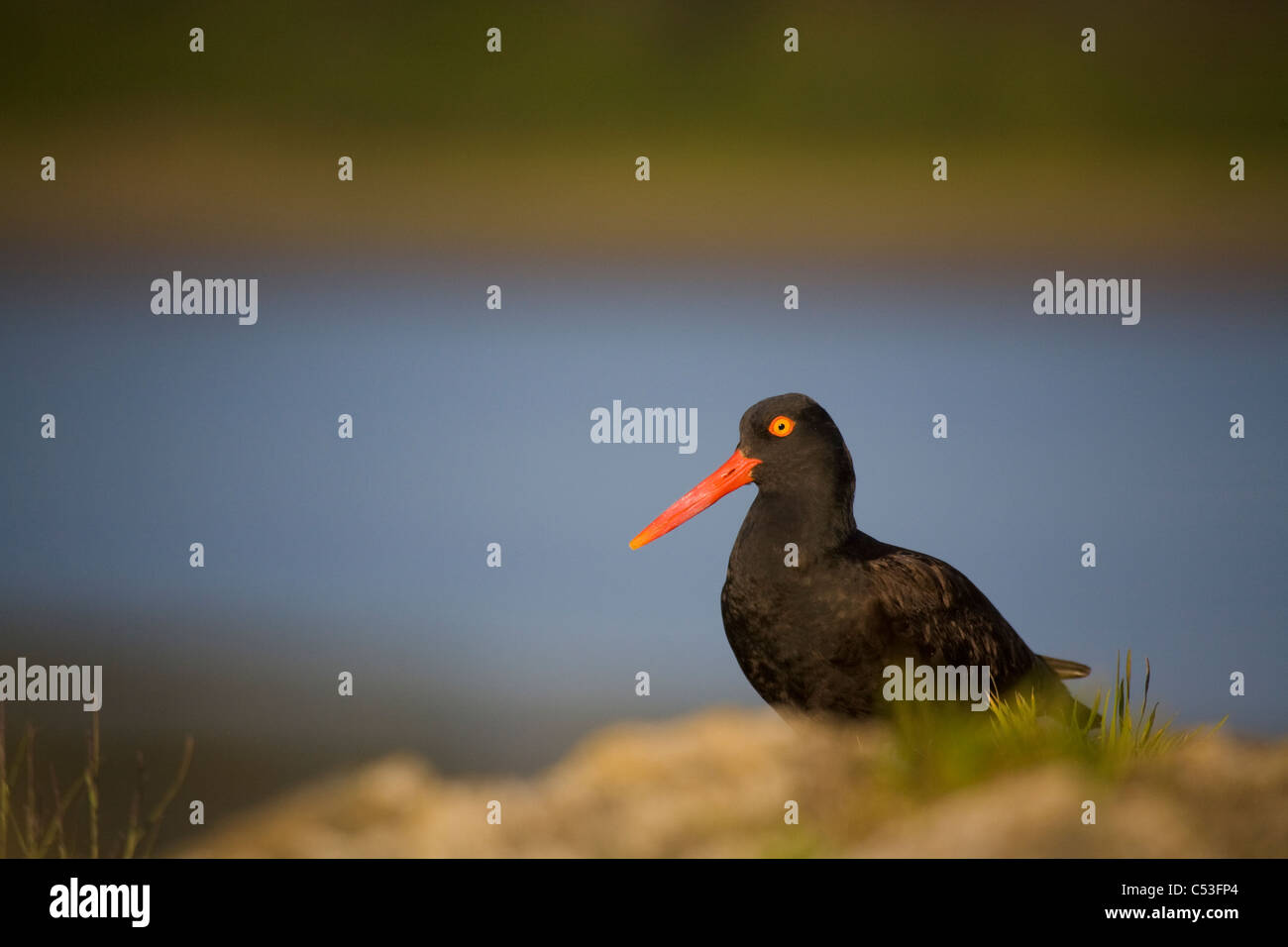 Black oystercatcher hires stock photography and images Alamy