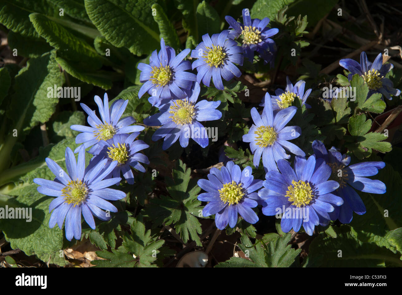 Anemona blanda is flowering in March and April.  Das Balkan-Windröschen blüht im März bis in den April. Stock Photo