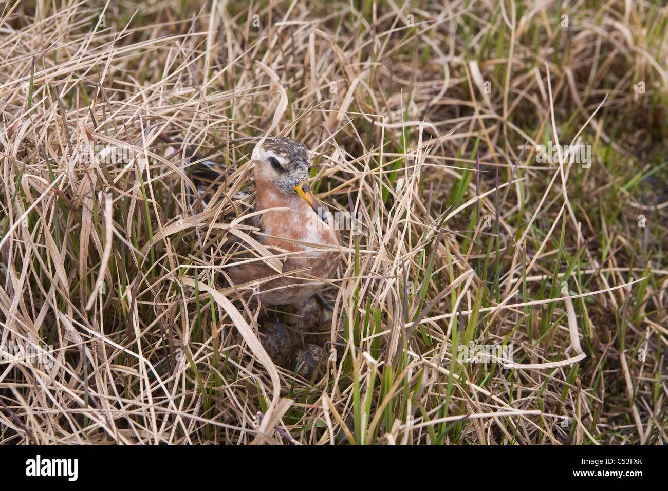 Male Red Phalarope sits on nest, Arctic Coastal Plain, National Petroleum Reserve, near Barrow, Arctic Alaska, Summer Stock Photo