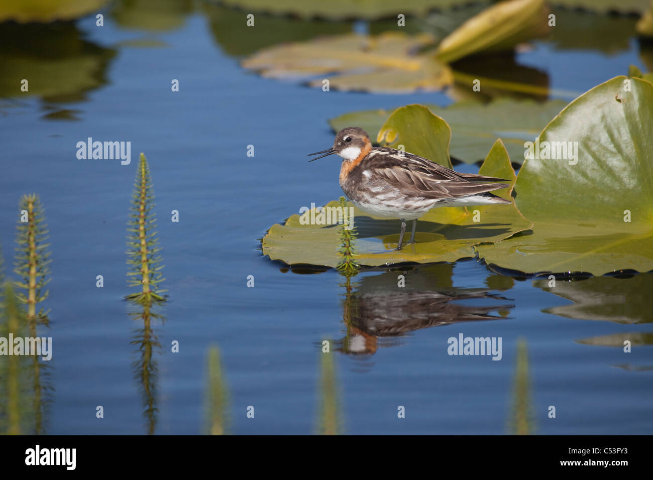 Red-necked Phalarope standing on a pond lily, Copper River Delta, Southcentral Alaska, Summer Stock Photo