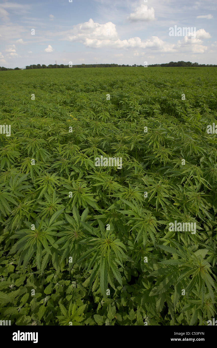 Commercial Hemp crop growing in East Yorkshire, UK. Field of cannabis
