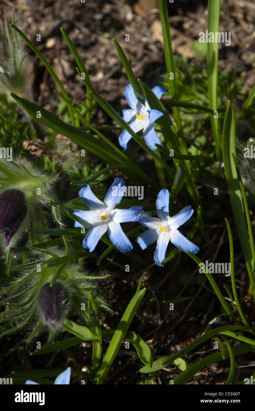 Alpine Squill is flowering in March.  Der Zweiblättrige Blaustern blüht im März. Stock Photo