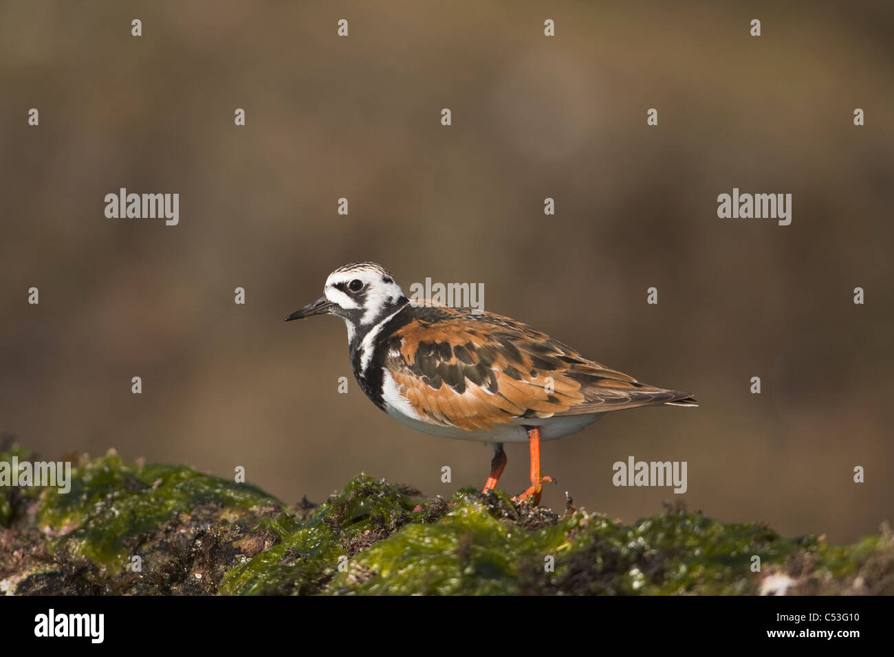 Ruddy Turnstone in breeding plumage, Prince William Sound, Southcentral Alaska, Summer Stock Photo