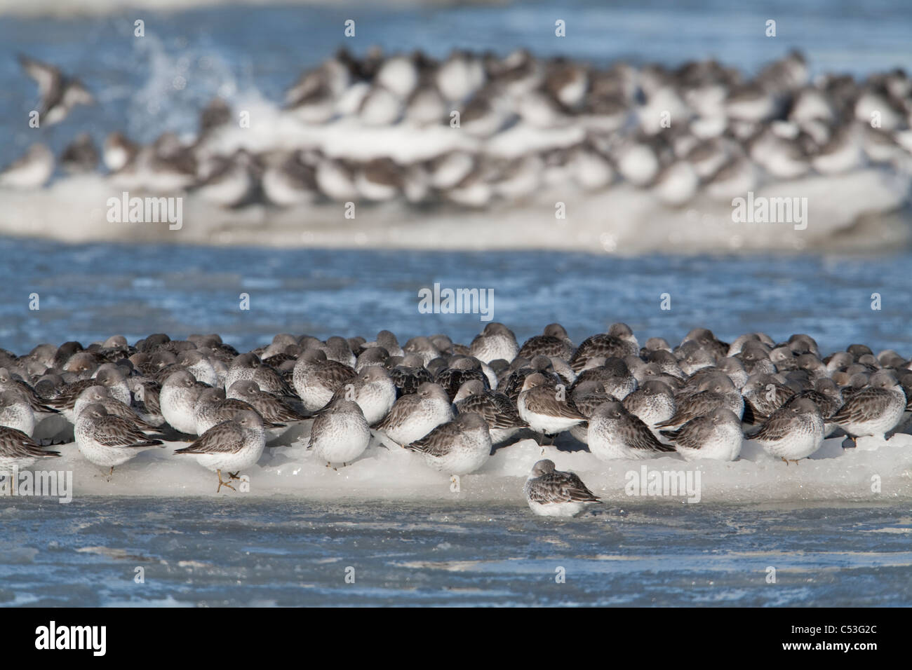 Rock Sandpipers and Dunlins on an iceflow, Copper River Delta,Southcentral Alaska, Spring Stock Photo