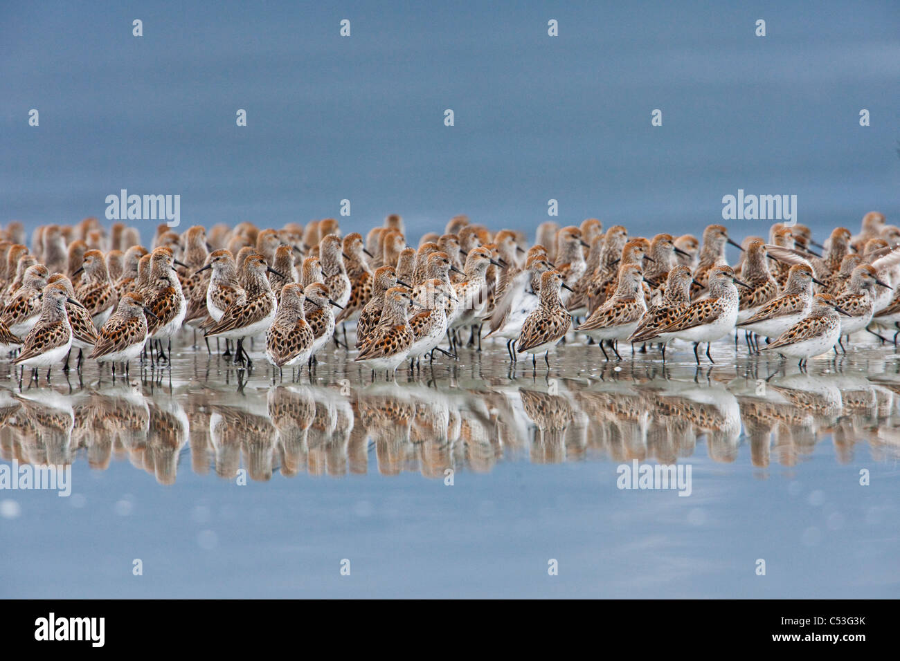 Western Sandpiper flock reflected in the waters of Hartney Bay during the Copper River Delta Shorebird Festival, Alaska Stock Photo