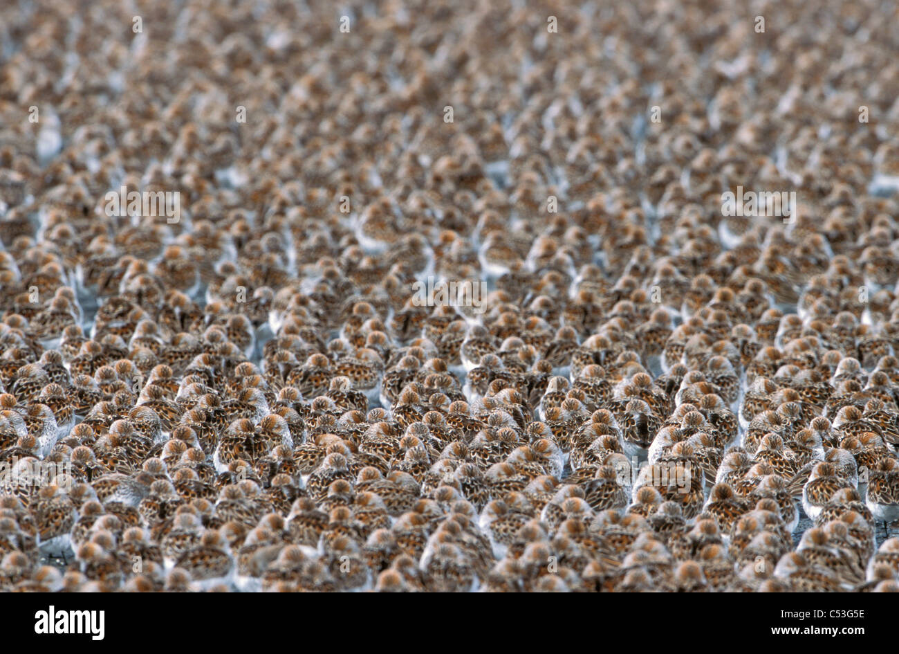 Large flock of Western Sandpipers on the mud flats of the Copper River Delta,Southcentral Alaska, Spring Stock Photo