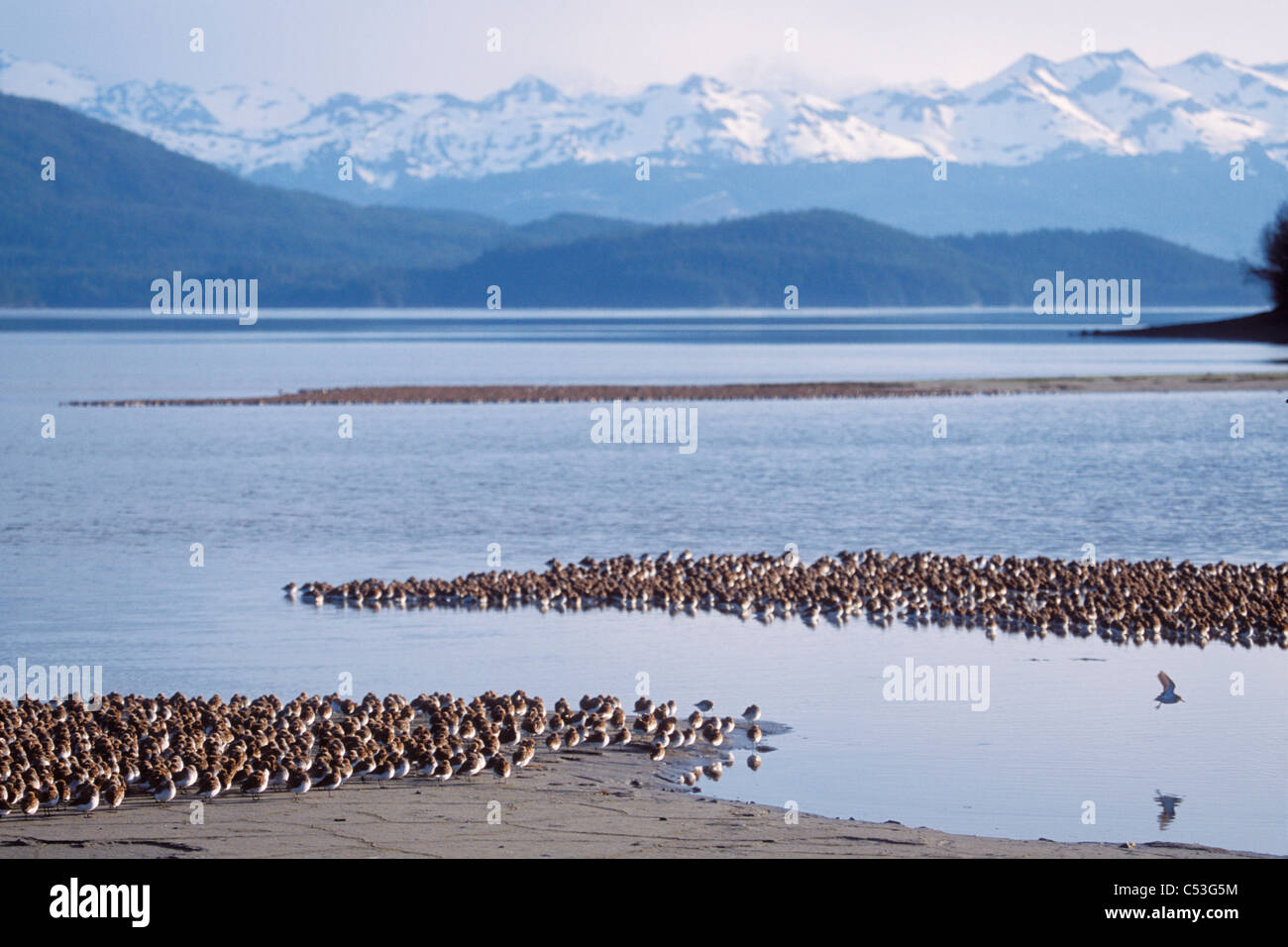Shorebird flock (mostly Western Sandpipers and Dunlins) roosting in front of the Chugach Mountains, Copper River Delta, Alaska Stock Photo