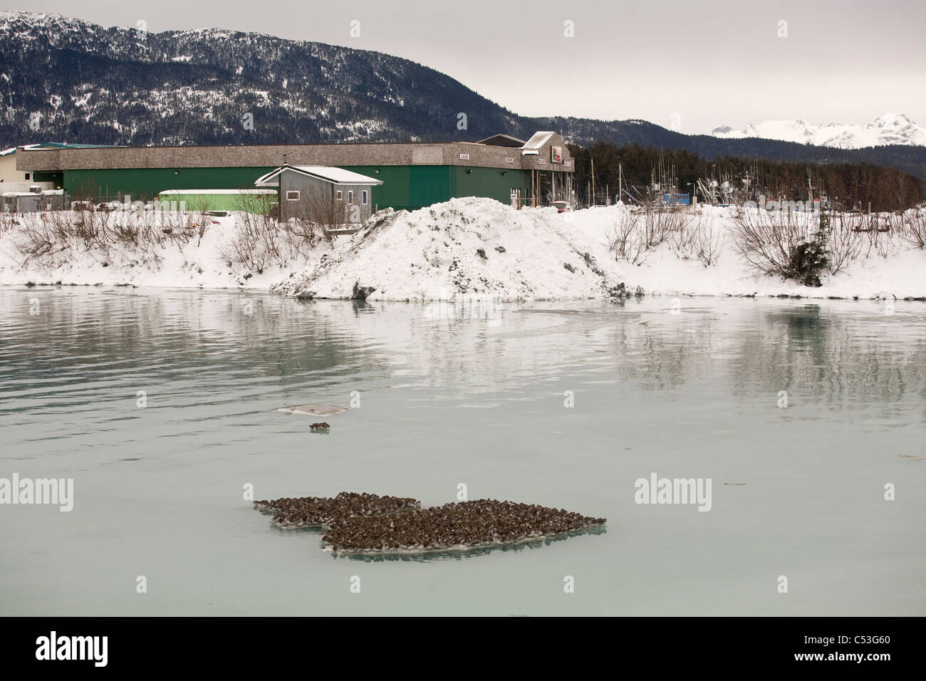 Rock Sandpipers and Dunlins roosting on ice floating in Odiak Slough in Cordova, Copper River Delta, Southcentral Alaska, Winter Stock Photo