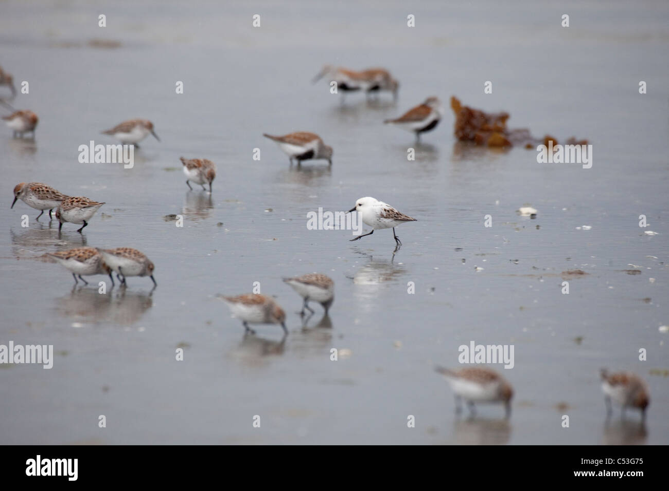 Shorebird flock with leucistic Western Sandpiper on mud flats of Hartney Bay during Spring migration, Copper River Delta, Alaska Stock Photo