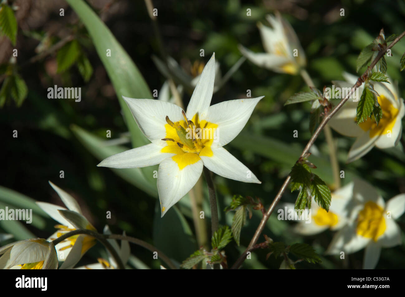 Tulipa kaufmanniana is flowering in April.  Die Seerosentulpe blüht im April. Stock Photo