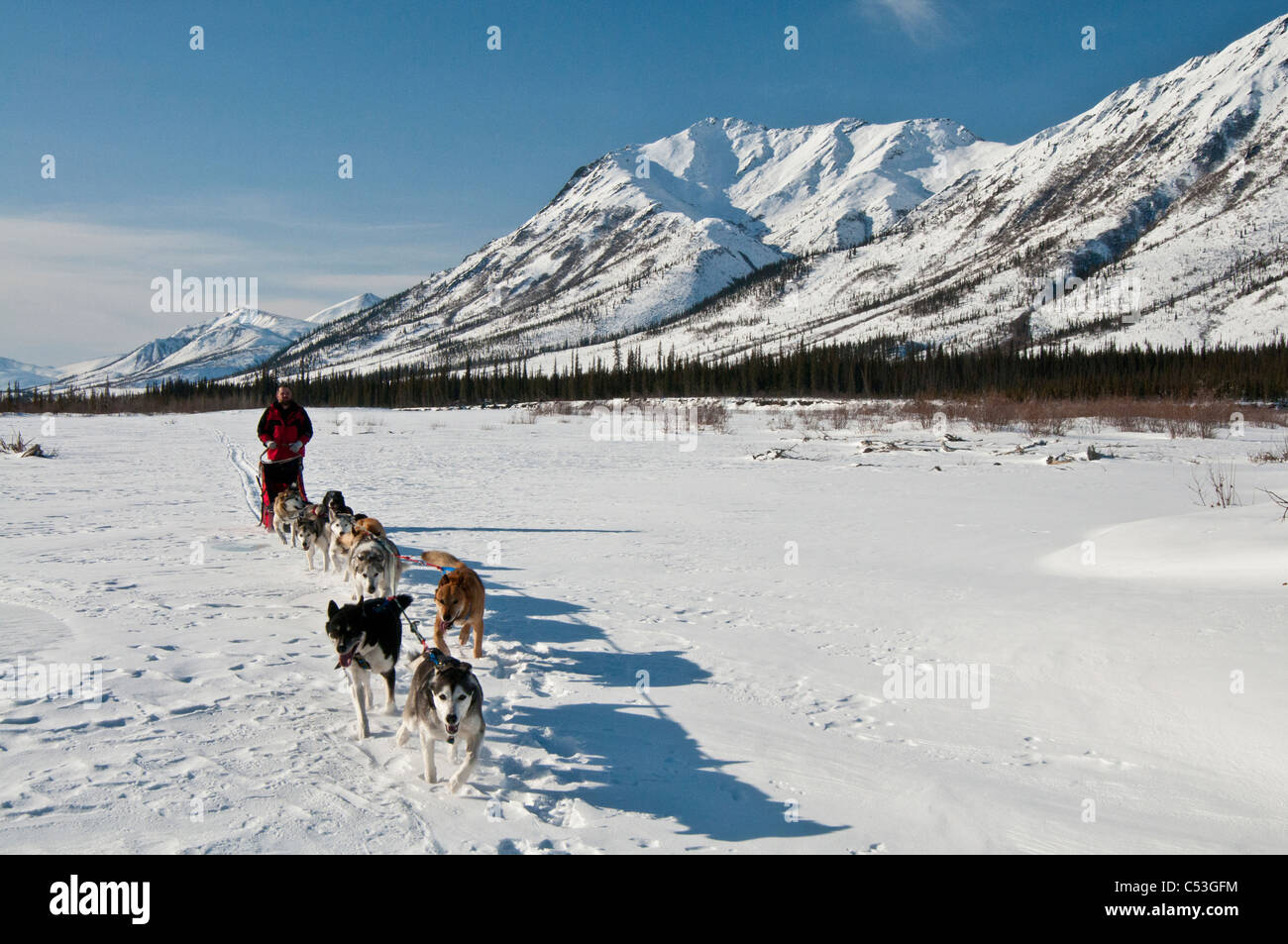 A musher takes his team up the North Fork of the Koyukuk River in Gates of the Arctic National Park , Alaska Stock Photo