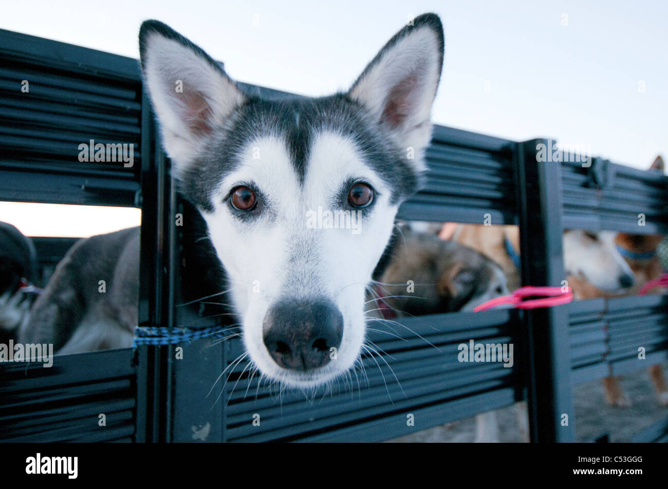 Close up of an Alaskan Husky waiting to be loaded into an airplane for transport, Gates of the Arctic National Park , Alaska Stock Photo