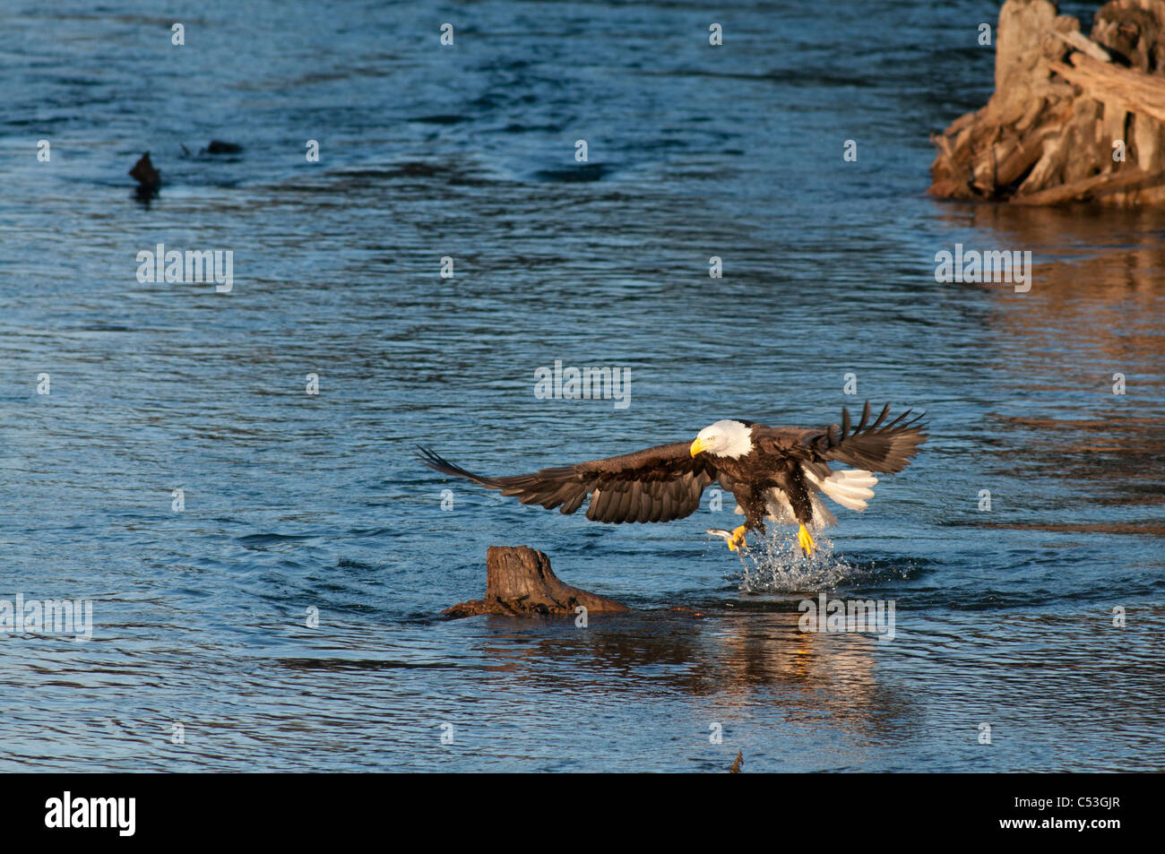 Bald Eagle catches a hooligan fish in its talons while fishing in the Alaganik Slough, Chugach National Forest, Cordova, Alaska Stock Photo
