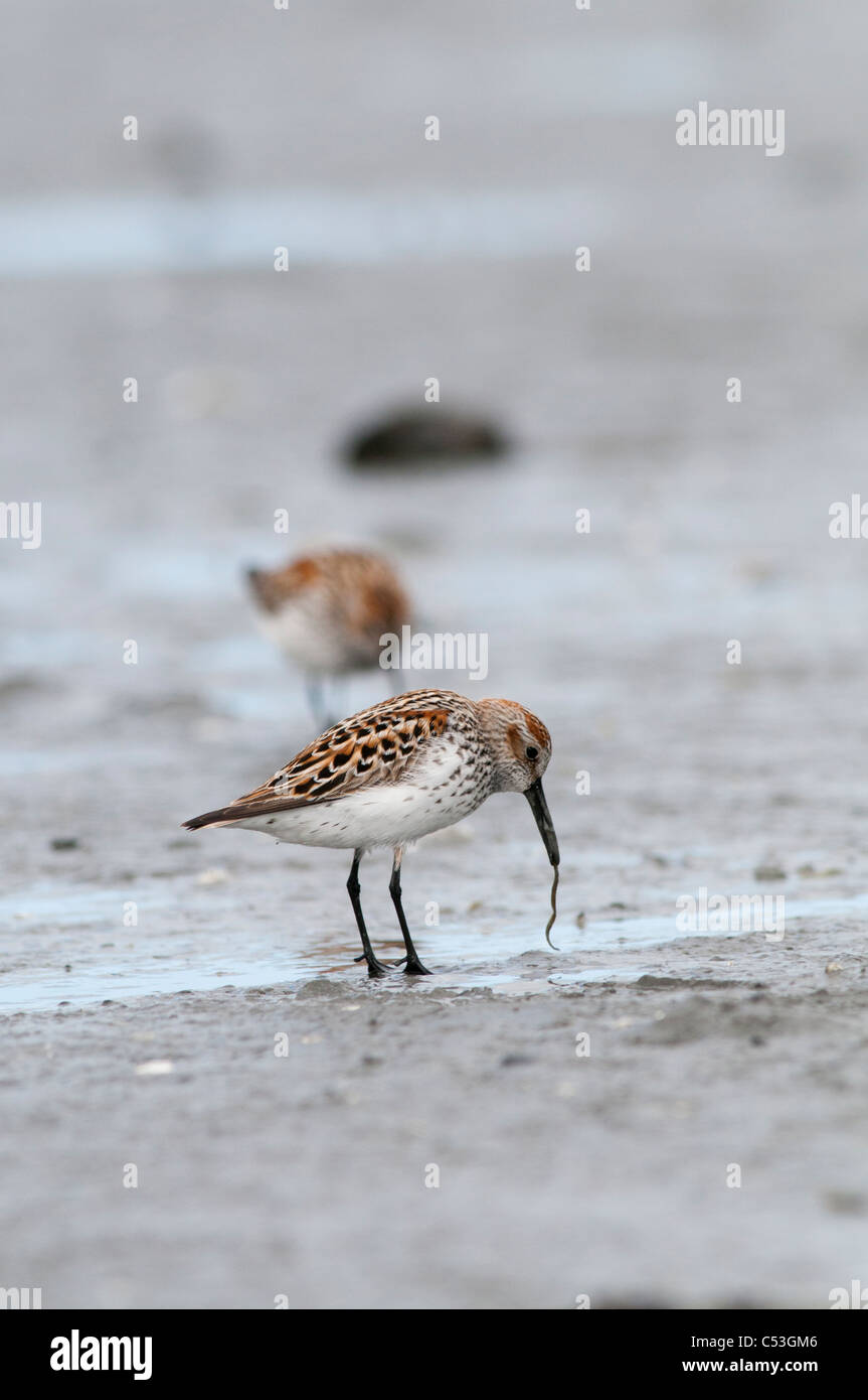 Western Sandpipers pulls on a worm in the mud flats, Hartney Bay, Cordova, Prince William Sound, Southcentral Alaska, Spring Stock Photo