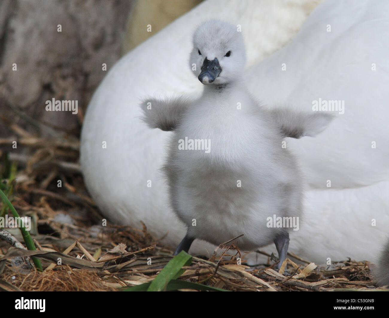 A small little fluffy cygnet. Stock Photo